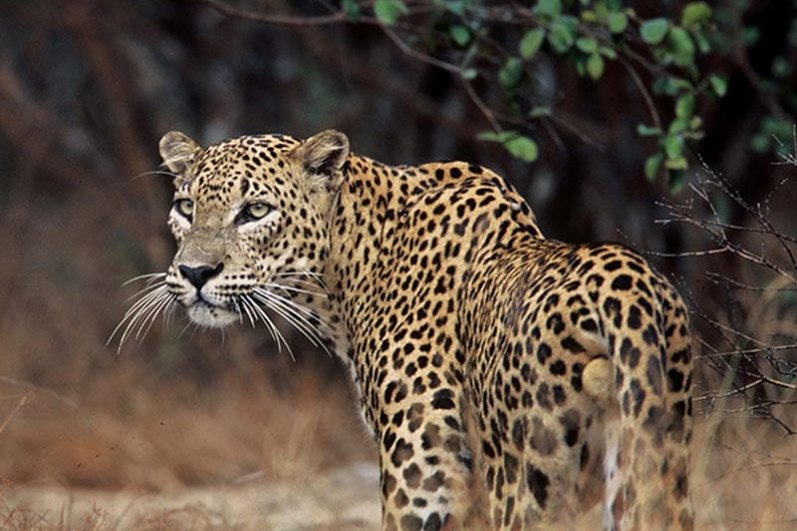 Minneriya National Park