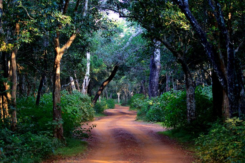 Wilpattu National Park