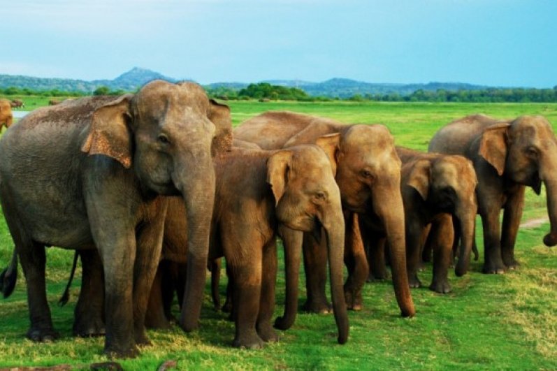 Minneriya National Park