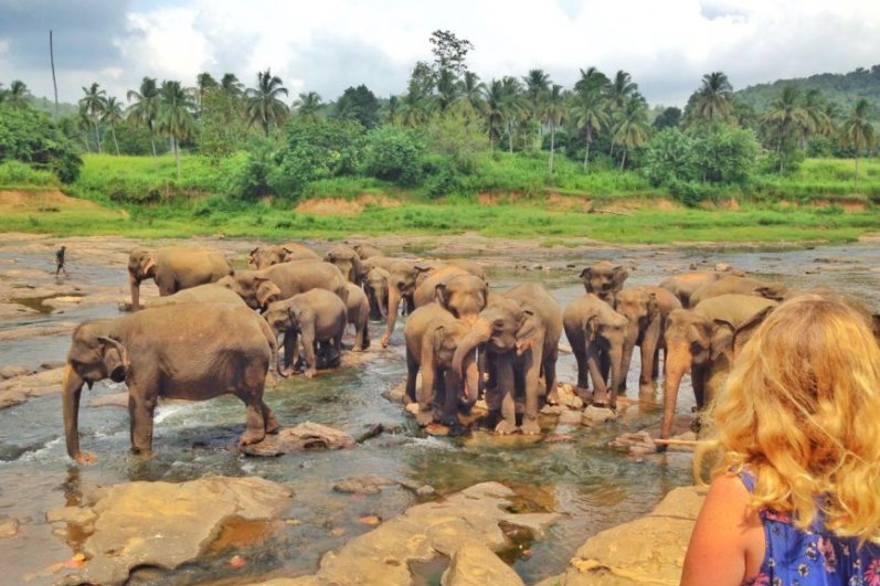 Pinnawala Elephant Orphanage