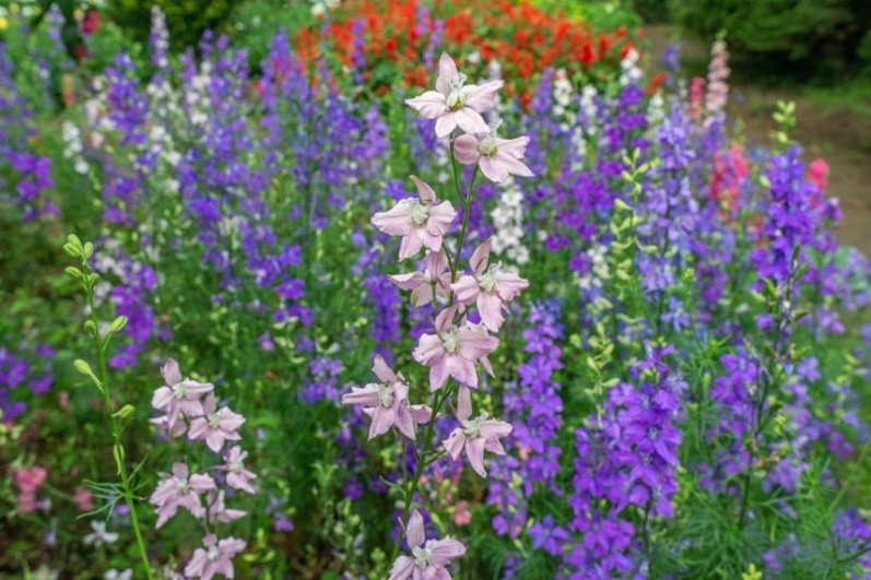 Hakgala Botanical Gardens