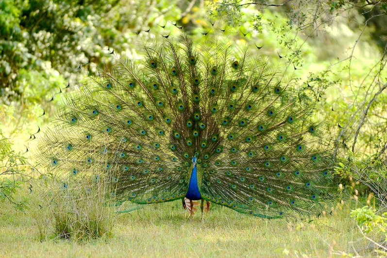 Wilpattu National Park