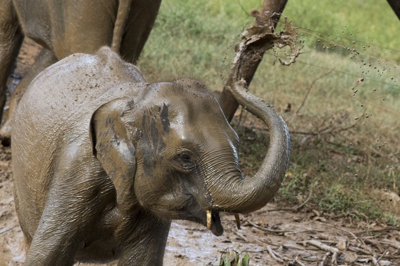 Udawalawa Elephant Transit Home