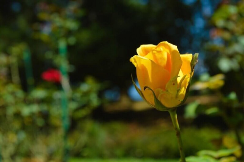 Hakgala Botanical Gardens
