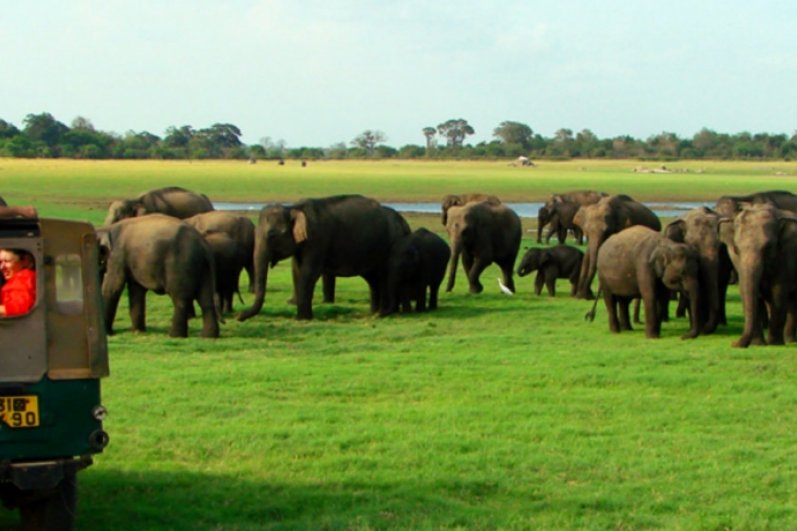 Minneriya National Park