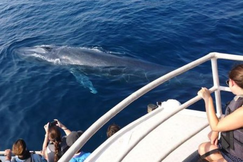 Mirissa Beach and whales watching