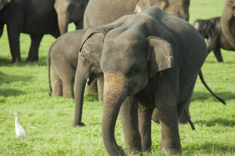 Minneriya National Park