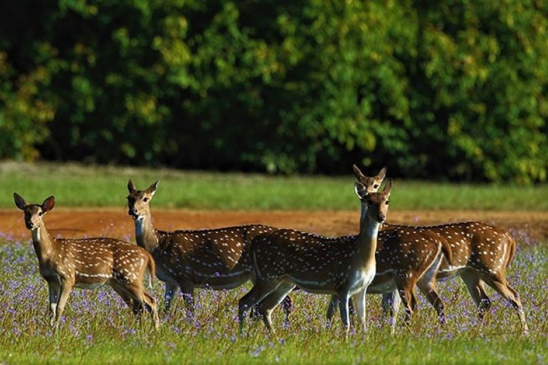 Wilpattu National Park