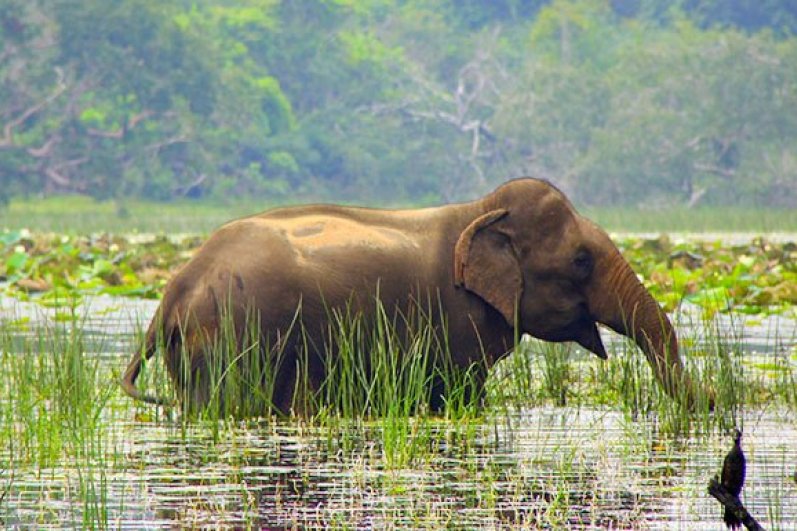 Wilpattu National Park