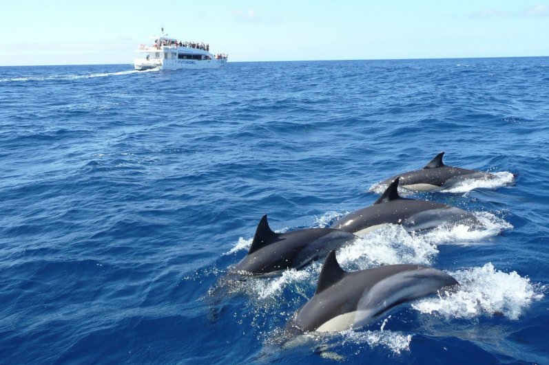 Mirissa Beach and whales watching