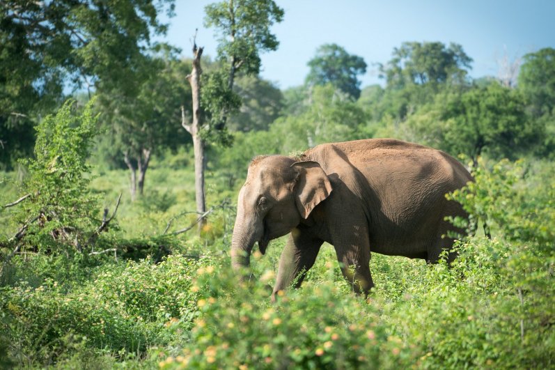 Udawalawa Elephant Transit Home