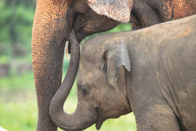 Pinnawala Elephant Orphanage