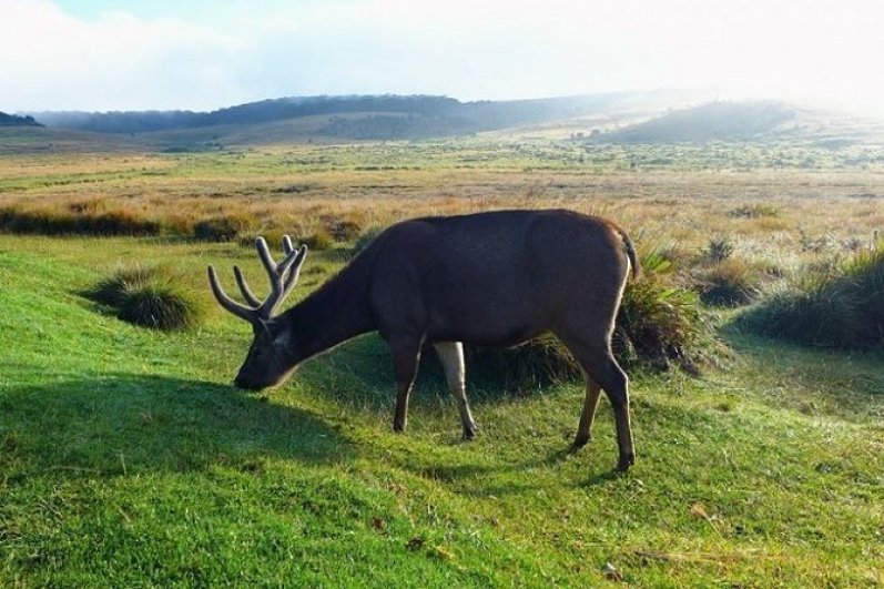Horton Plains National Park
