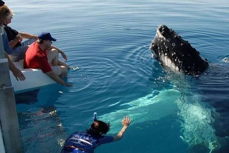 Mirissa Beach and whales watching