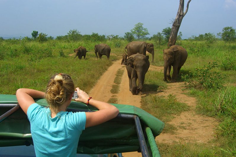 Udawalawe National Park Safari