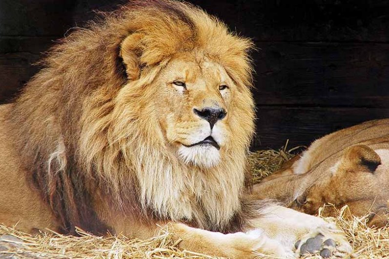 Dehiwala Zoological Garde