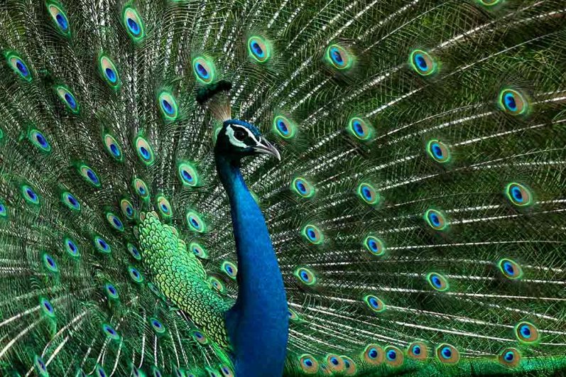 Kumana National Park